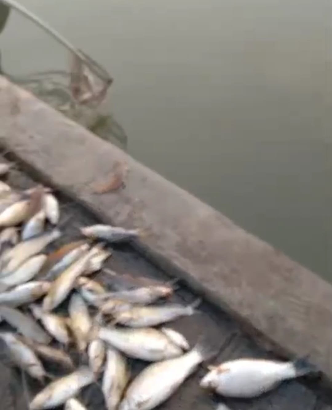 Diduga Tercemar Limbah, Puluhan Ikan Ditemukan Mati di Tanggul Johar Rawagabus Karawang Timur
